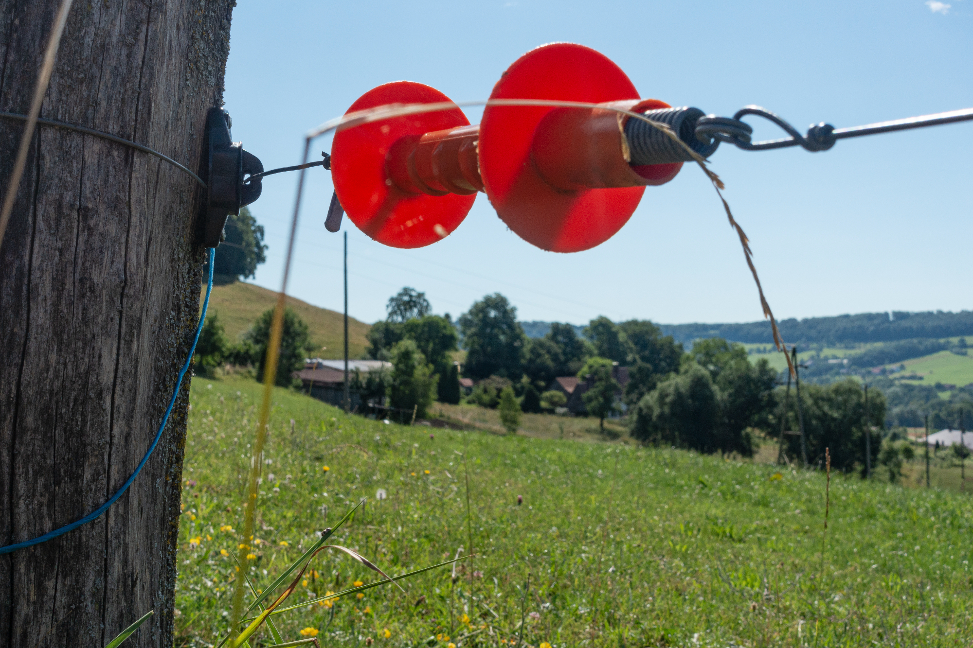 Električni pastir mi je olajšal življenje